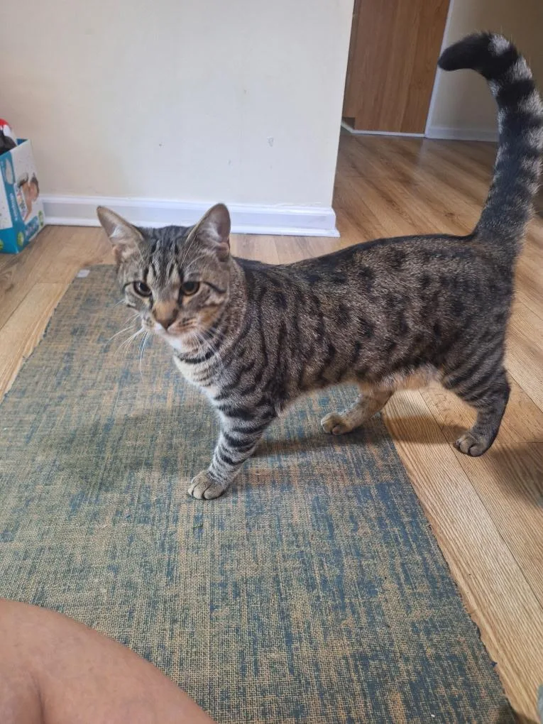 A young large-sized male Tabby (Brown / Chocolate) Savannah cat named Sunshine for adoption in Wantage, NJ