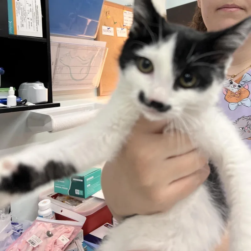 A baby small-sized female White Domestic Short Hair cat named Sassy Girl for adoption in Las Vegas, NV