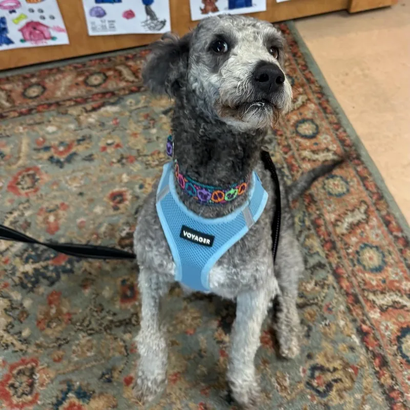 An adult small-sized male Gray / Blue / Silver Miniature Poodle dog named Ralphie for adoption in Walden, NY