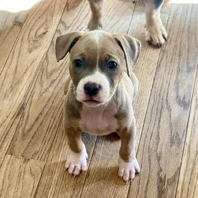 A baby medium-sized male Brown / Chocolate Mixed Breed dog named Rocket for adoption in St. Charles, MO