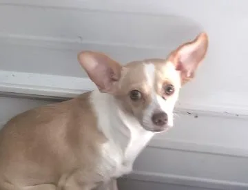 A young small-sized male Yellow / Tan / Blond / Fawn Chihuahua dog named Ben Franklin for adoption in Andover, MA