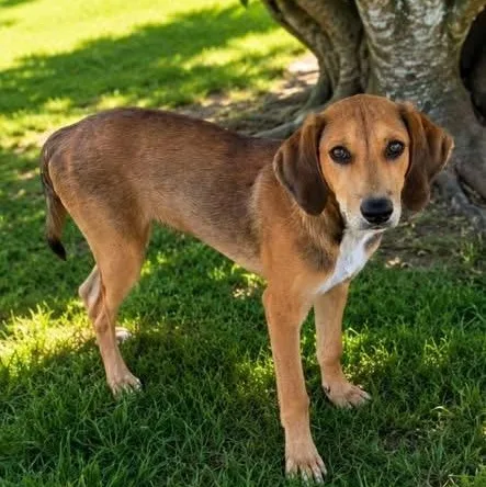 A young medium-sized male Tricolor (Brown, Black, & White) Hound dog named Rufus for adoption in Brewton, AL