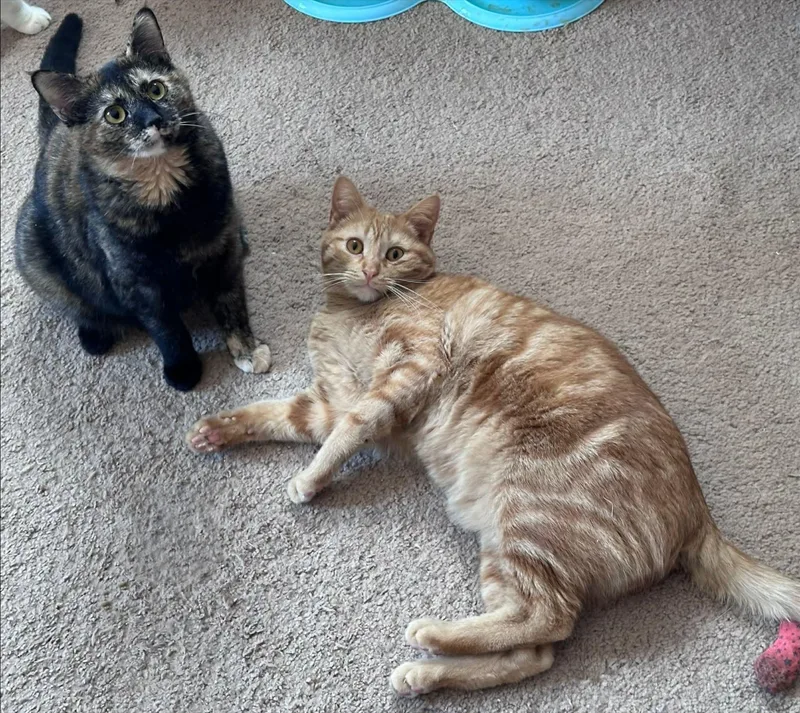 An adult medium-sized male Domestic Short Hair cat named Tsunami and Tatum for adoption in Holland, Michigan