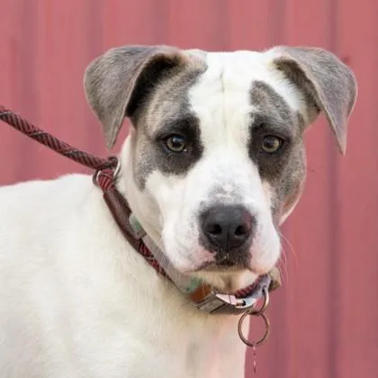 An adult medium-sized female White / Cream Pit Bull Terrier dog named Eris for adoption in La Grange, TX