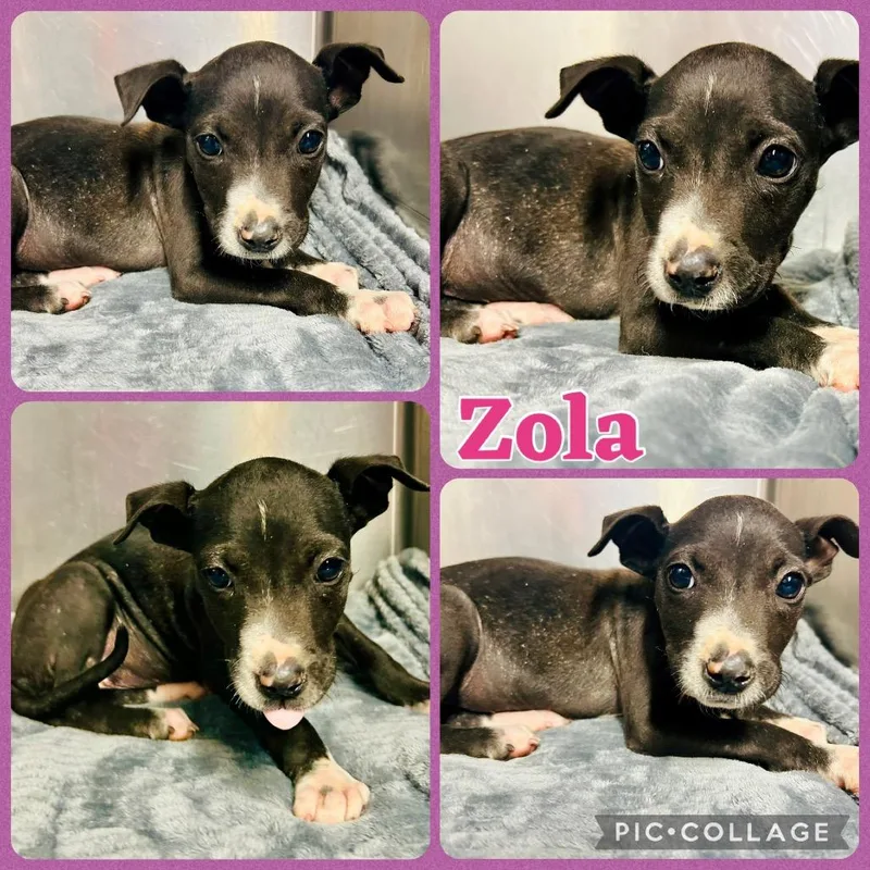 A baby small-sized female Black English Bulldog dog named Zola for adoption in Opelika, AL