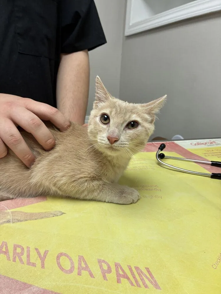 A baby small-sized male Domestic Short Hair cat named Hermes for adoption in Marietta, GA