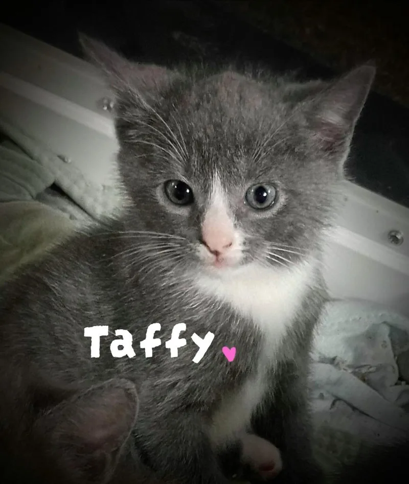 A baby medium-sized female Domestic Short Hair cat named Taffy Candy for adoption in Parkville, MD