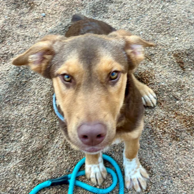 A young medium-sized female Brown / Chocolate Mixed Breed dog named Stella for adoption in Sand Springs, OK
