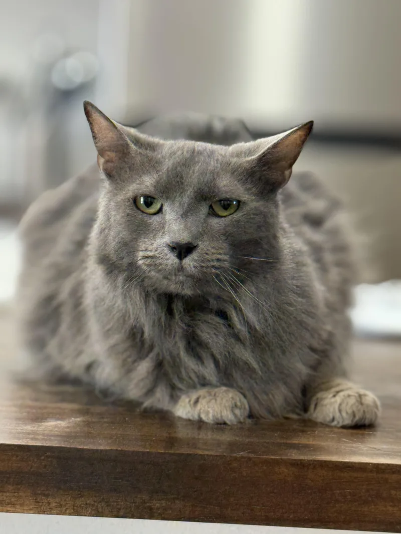 An adult medium-sized male Gray / Blue / Silver Domestic Medium Hair cat named Jasper for adoption in Phoenix, AZ