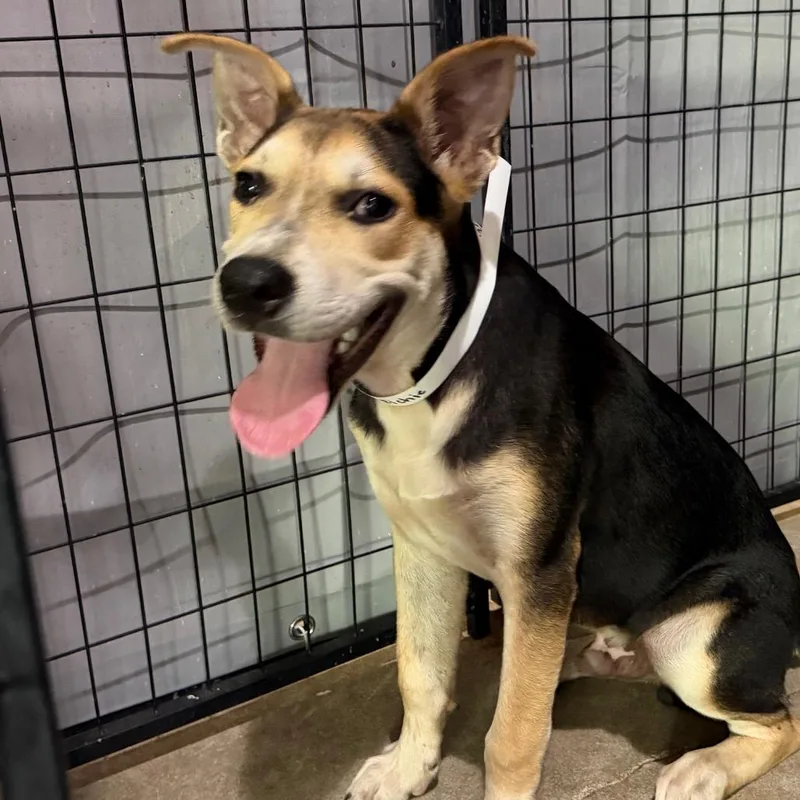 A young medium-sized male Hound dog named Richie for adoption in Birmingham, AL
