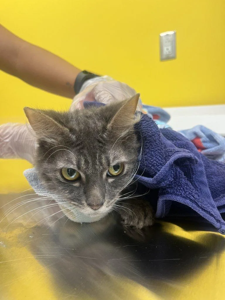 An adult small-sized female Tabby (Gray / Blue / Silver) Domestic Short Hair cat named Savanna for adoption in Raleigh, NC