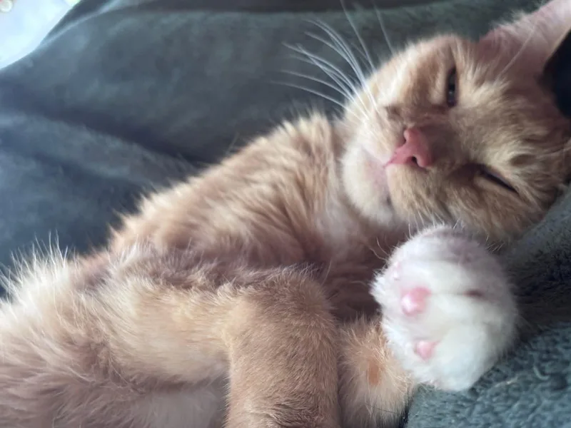 Caramel thumbnail 3
