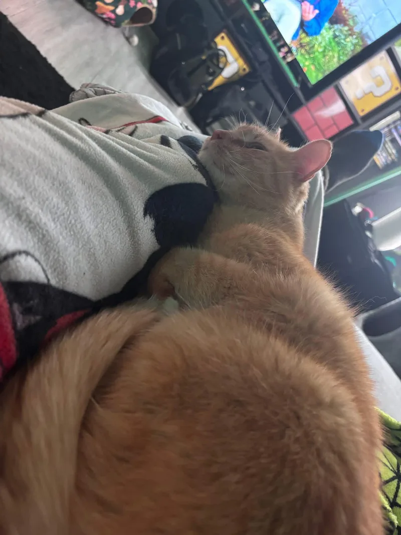 Caramel thumbnail 4