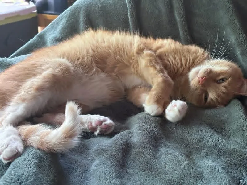 Caramel thumbnail 5