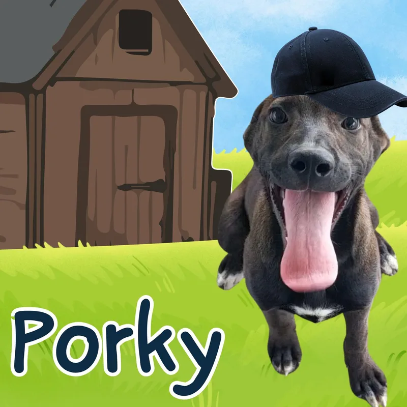 Porky