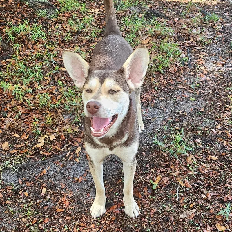A young medium-sized female Brown / Chocolate Husky dog named Hazel for adoption in Sarasota, FL