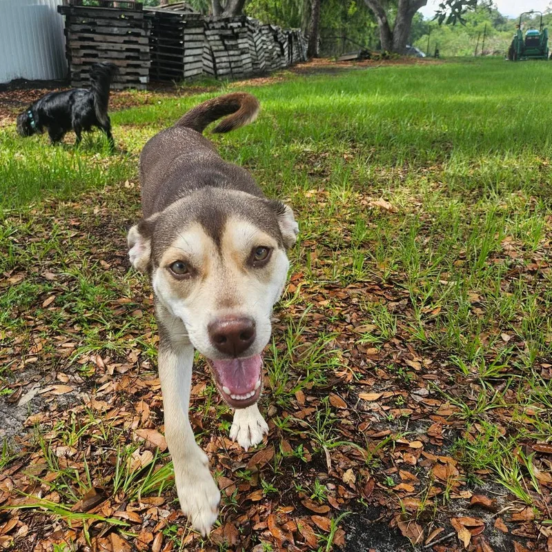 Hazel thumbnail 2