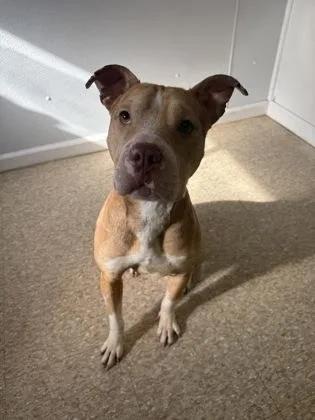 An adult medium-sized female Pit Bull Terrier dog named Sunshine for adoption in St. Anne, IL