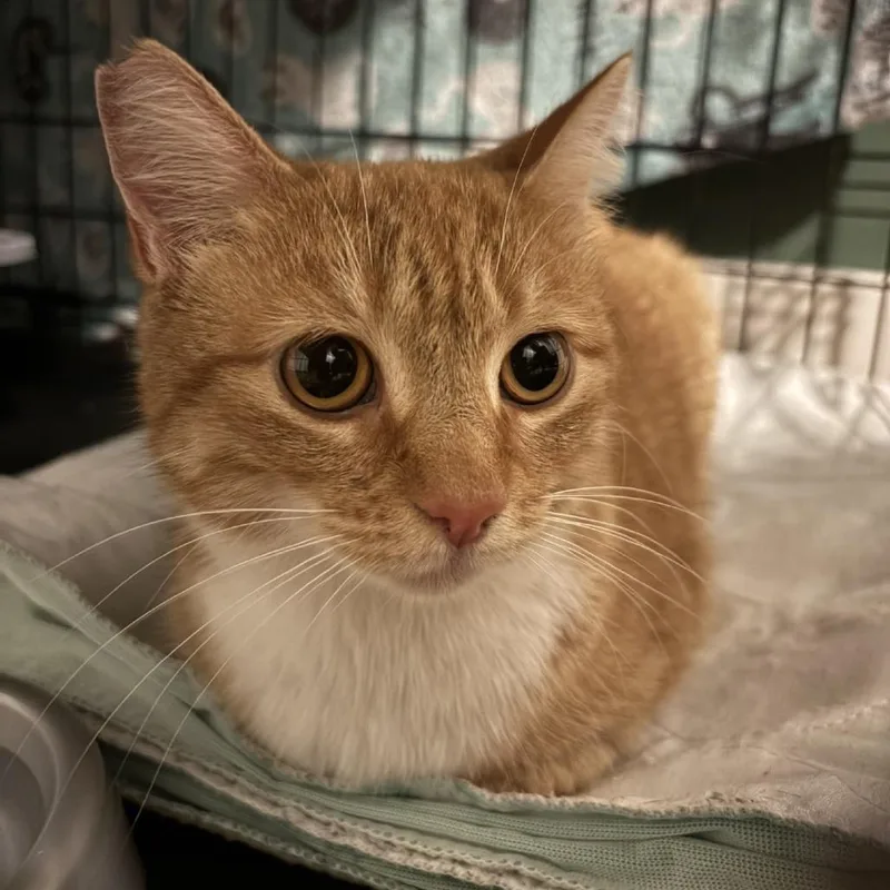 An adult small-sized female Orange / Red Domestic Short Hair cat named Lola for adoption in Johnstown, PA