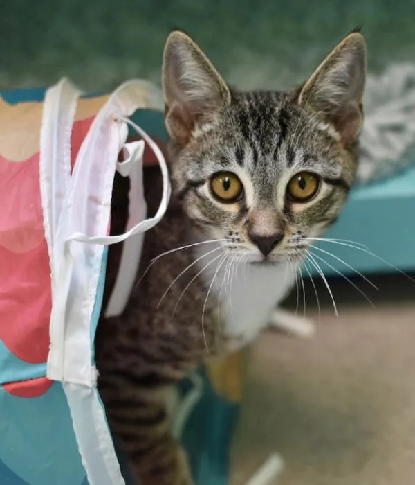 A young medium-sized male Domestic Short Hair cat named Kai for adoption in Marietta, GA