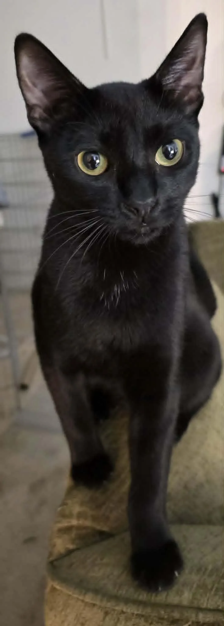 A young medium-sized male Black Domestic Short Hair cat named Onion Salt aka Bat for adoption in Brentwood, CA