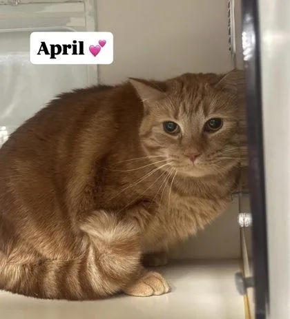 An adult large-sized female Domestic Short Hair cat named April for adoption in Winchester, VA