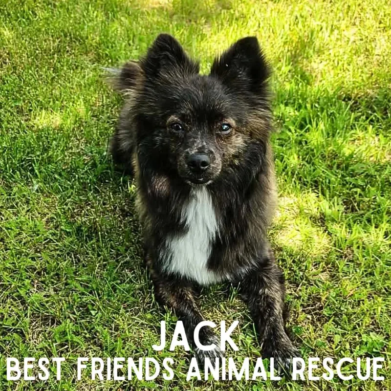 Jack