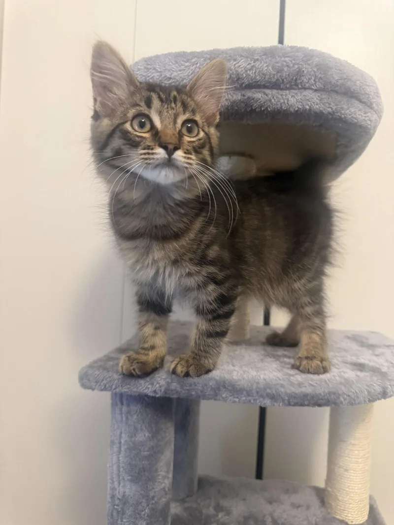 A baby medium-sized male Domestic Long Hair cat named Thaedus for adoption in Frisco, TX