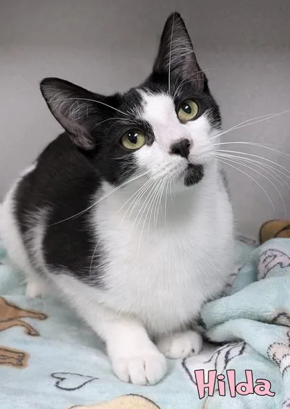 A baby medium-sized female Domestic Short Hair cat named Hilda for adoption in Mason, MI