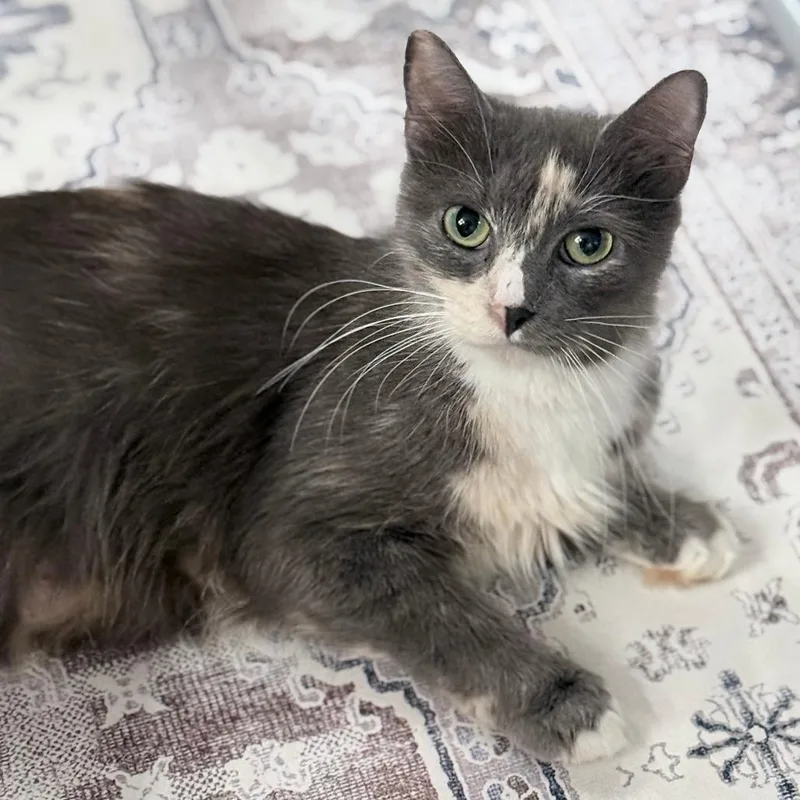 A young medium-sized female Calico Domestic Long Hair cat named Beatrix for adoption in Fairfax Station, VA