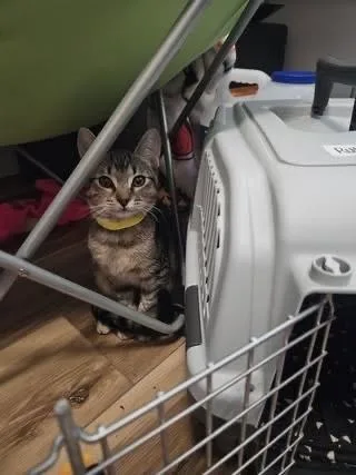 A baby small-sized male Domestic Short Hair cat named Barrel for adoption in Colorado Springs, CO