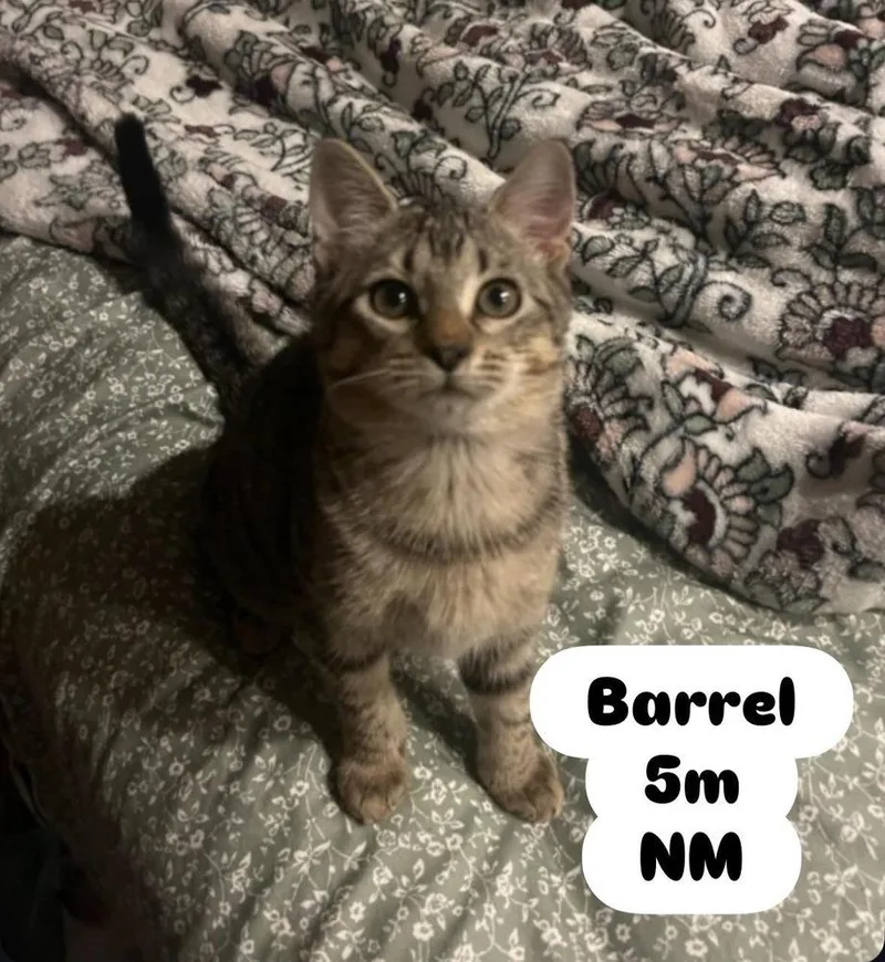 Barrel thumbnail 2