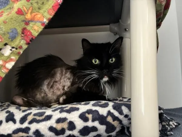 A senior medium-sized male Domestic Short Hair cat named JrOnion for adoption in San Diego, CA