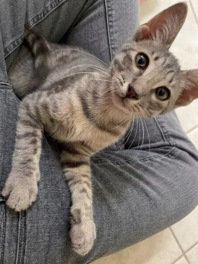 A baby medium-sized male Tabby (Gray / Blue / Silver) Domestic Short Hair cat named Gandalf for adoption in Liverpool, TX