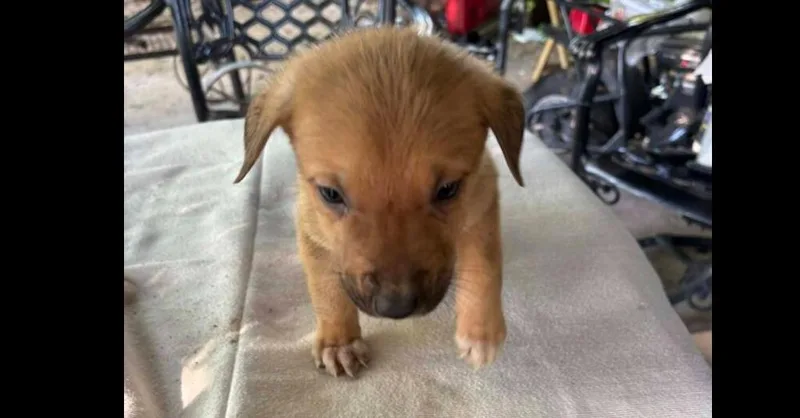 A baby small-sized male Brown / Chocolate Mixed Breed dog named Nevada Pups: Ronnie for adoption in Dallas, TX