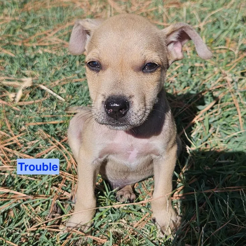 Trouble thumbnail 2