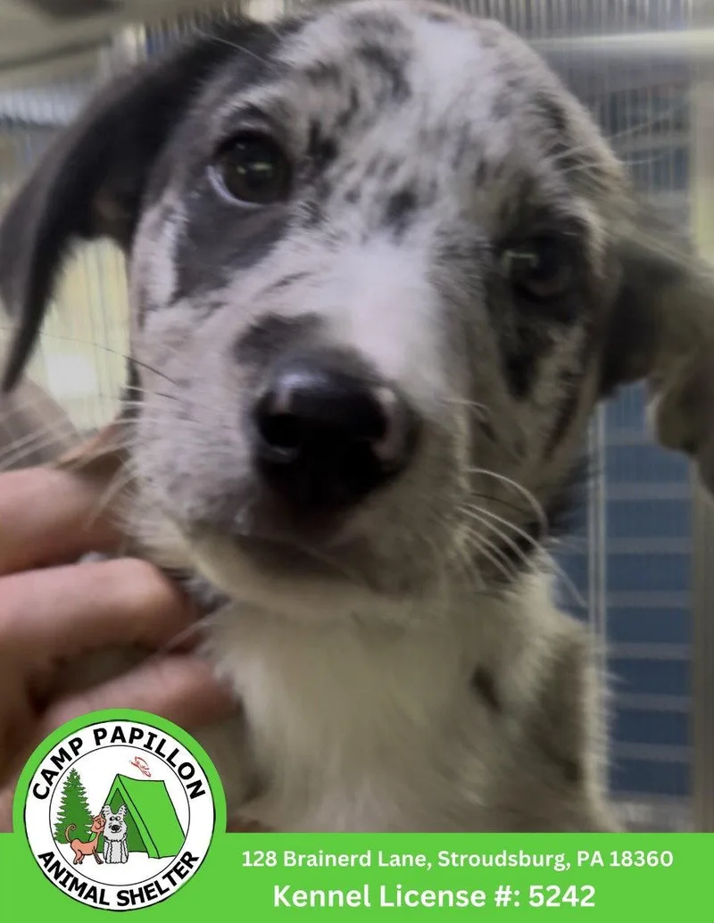 A baby medium-sized female Border Collie dog named Freckles for adoption in Stroudsburg, PA