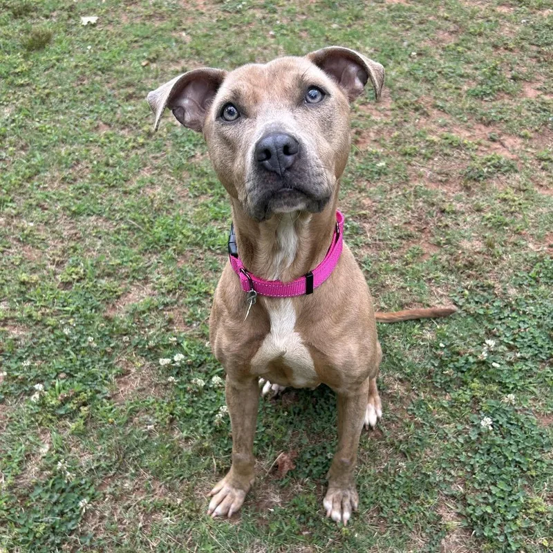An adult medium-sized female Yellow / Tan / Blond / Fawn Mixed Breed dog named Fuchsia for adoption in Auburn, AL