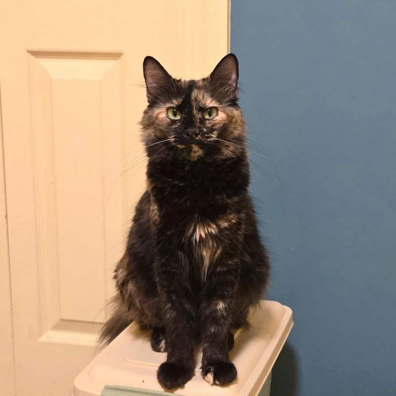 An adult medium-sized female Tortoiseshell Domestic Medium Hair cat named Celandine for adoption in Brownsboro, AL