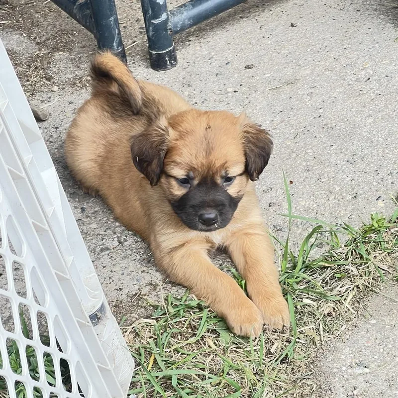 Cinnamon Roll
