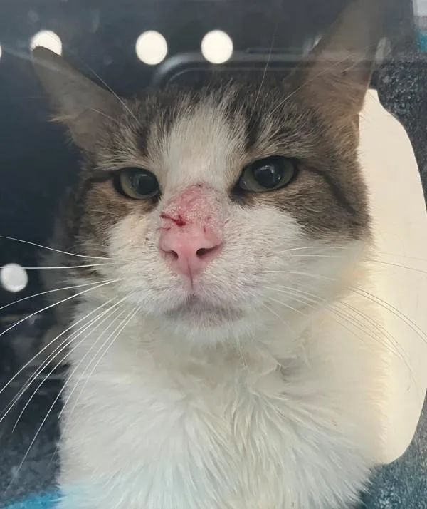 An adult medium-sized male Domestic Short Hair cat named Surf for adoption in Staten Island, NY