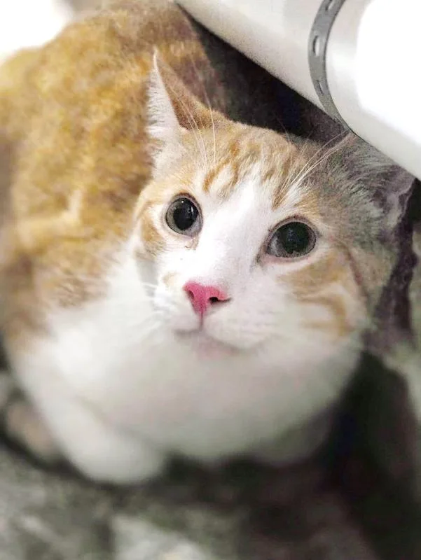 A young medium-sized male Orange & White Domestic Short Hair cat named Scout for adoption in Johnson City, TN