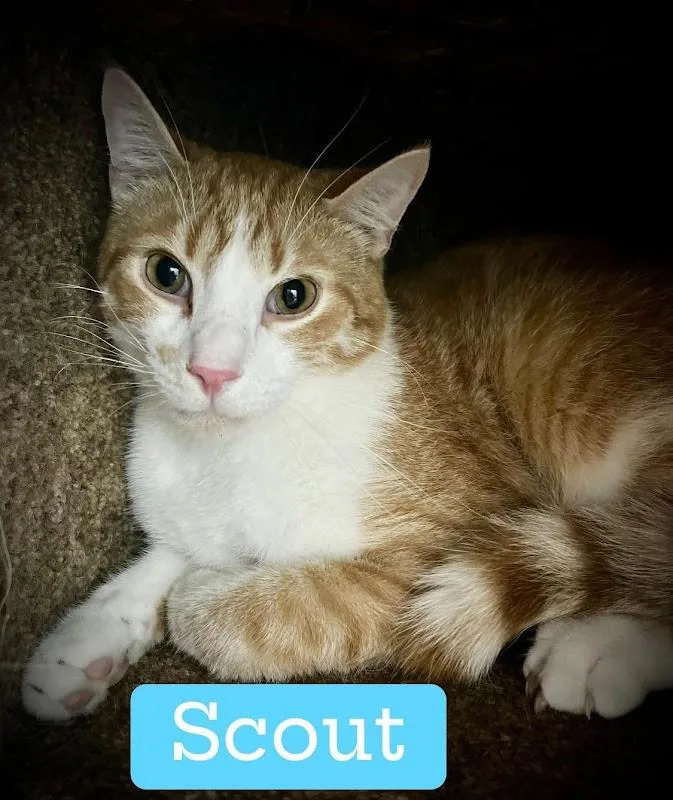 Scout thumbnail 3