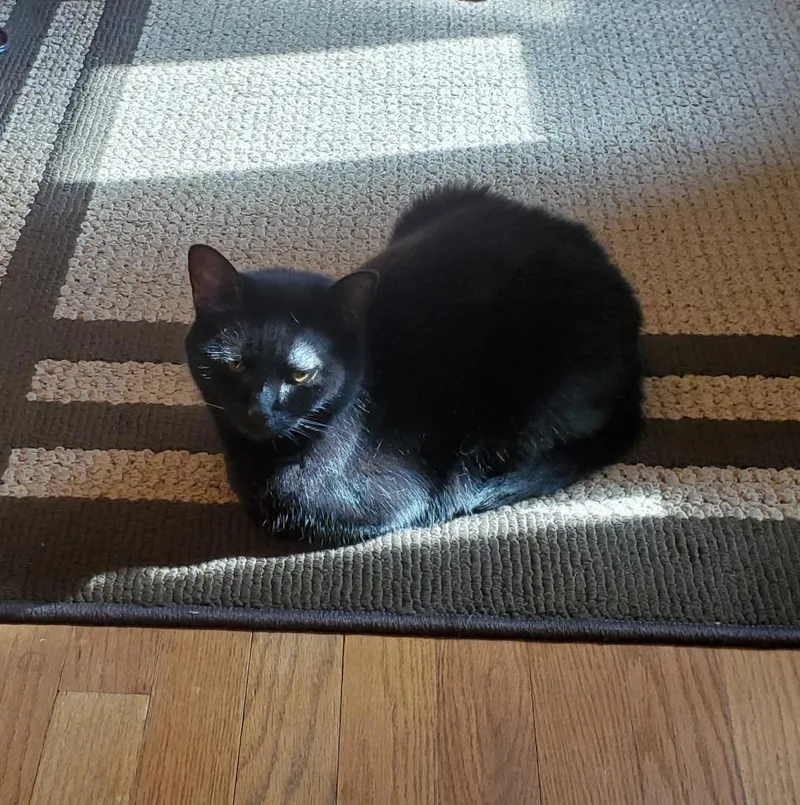 A senior medium-sized female Domestic Short Hair cat named Rachel for adoption in Cincinnati, OH