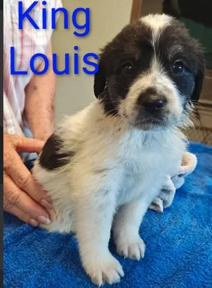 A baby large-sized male Border Collie dog named King Louis for adoption in Kansas City, MO