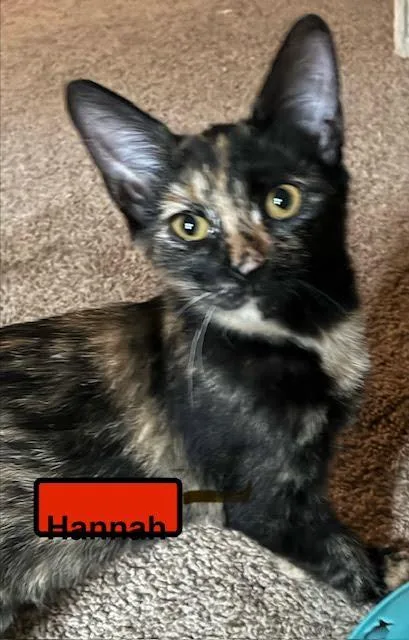 A baby medium-sized female Domestic Short Hair cat named Hannah for adoption in Zimmerman, MN