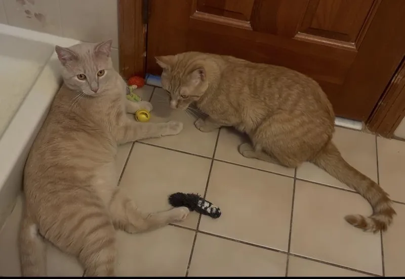 Zesty & Creme Bruleebonded thumbnail 2