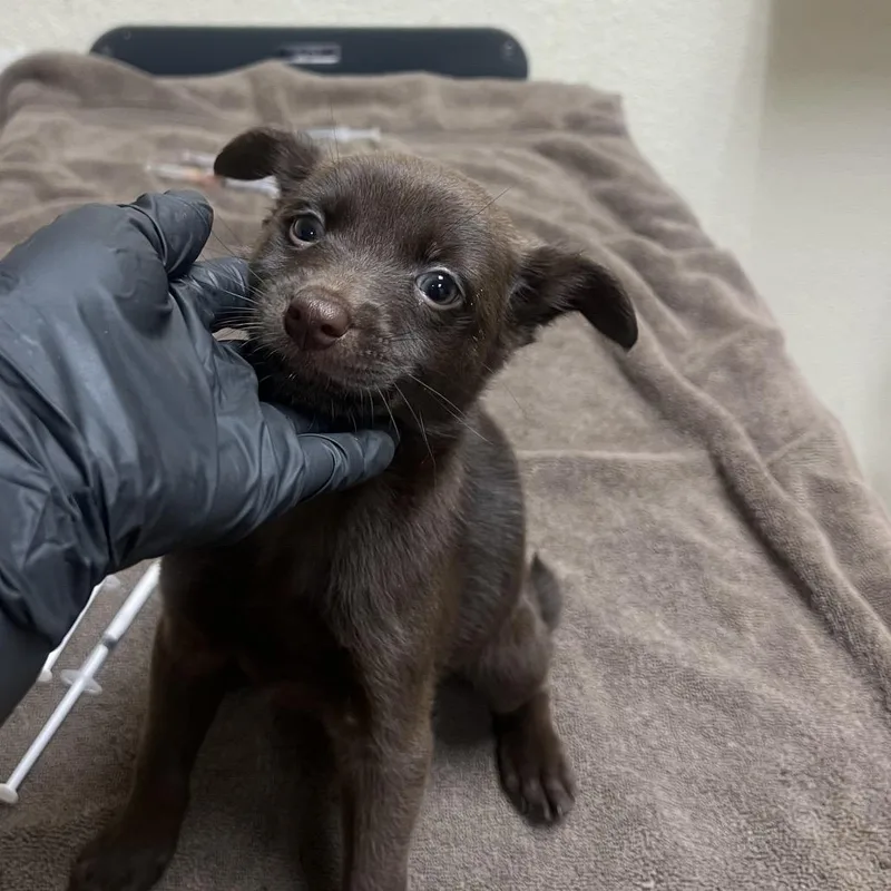 A baby small-sized male Chihuahua dog named Buckle for adoption in Riverside, CA