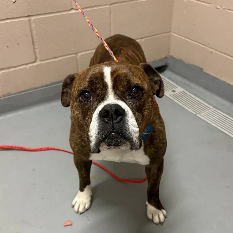 An adult medium-sized male Brown / Chocolate Pit Bull Terrier dog named Dozer for adoption in Tacoma, WA