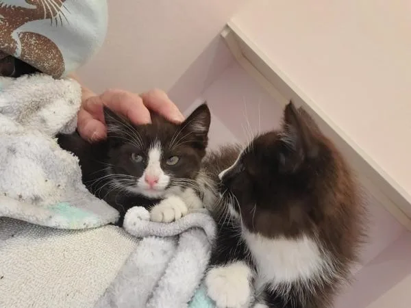 A baby small-sized male Domestic Short Hair cat named Hanky for adoption in Vancouver, WA